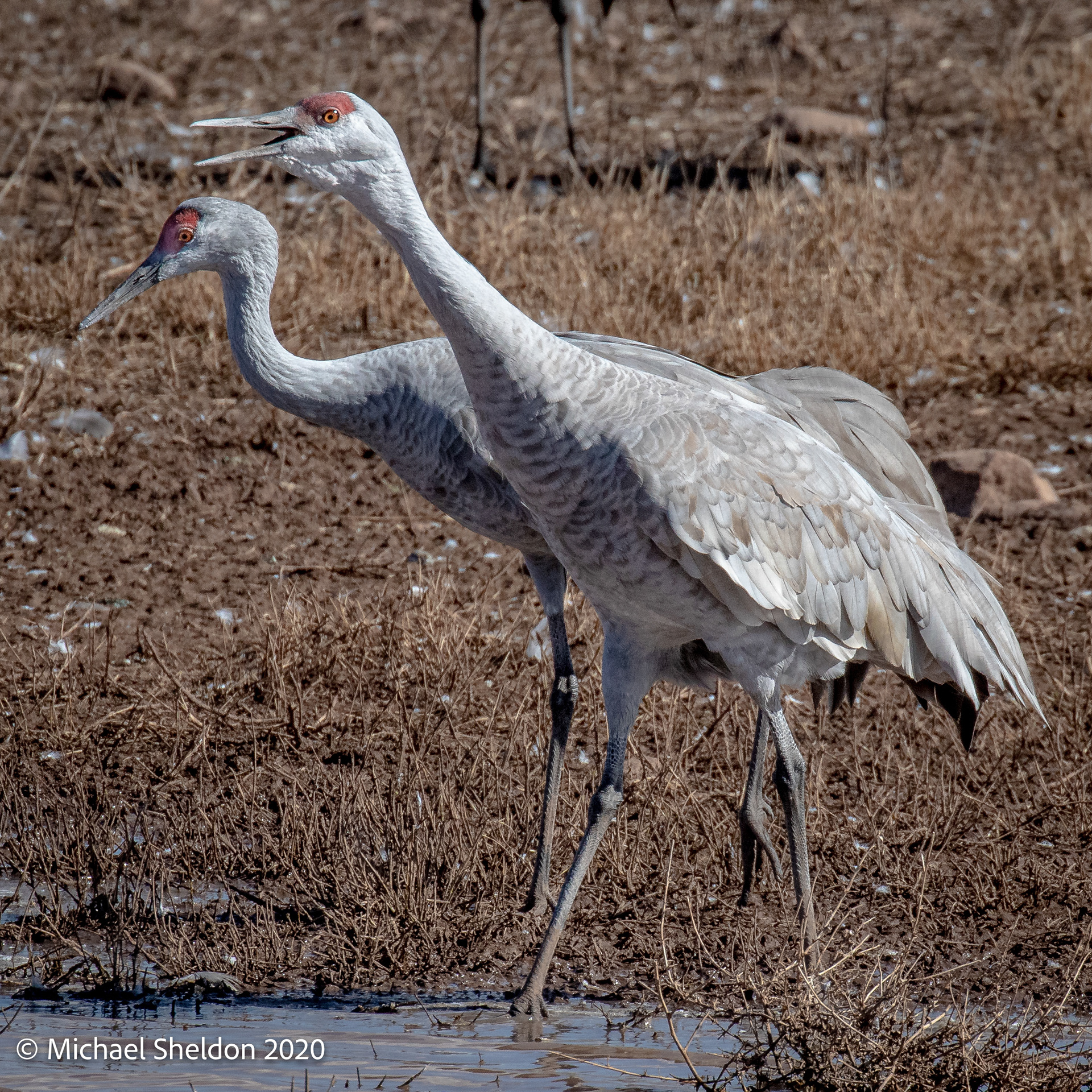Sandhill Cranes