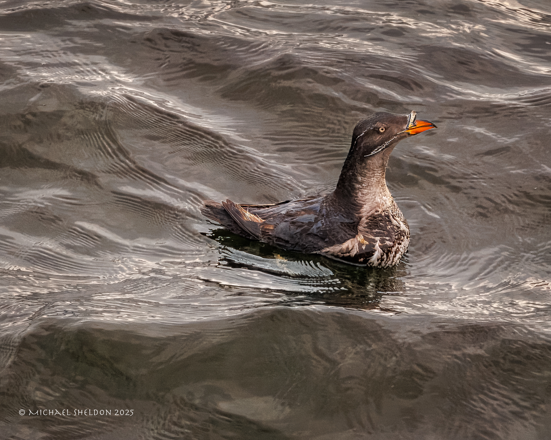 Rhinoceros auklet