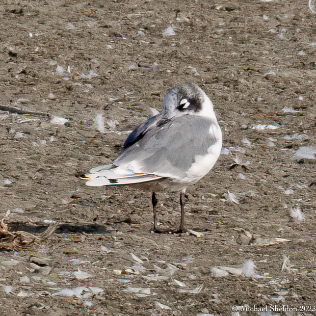Franklin's gull