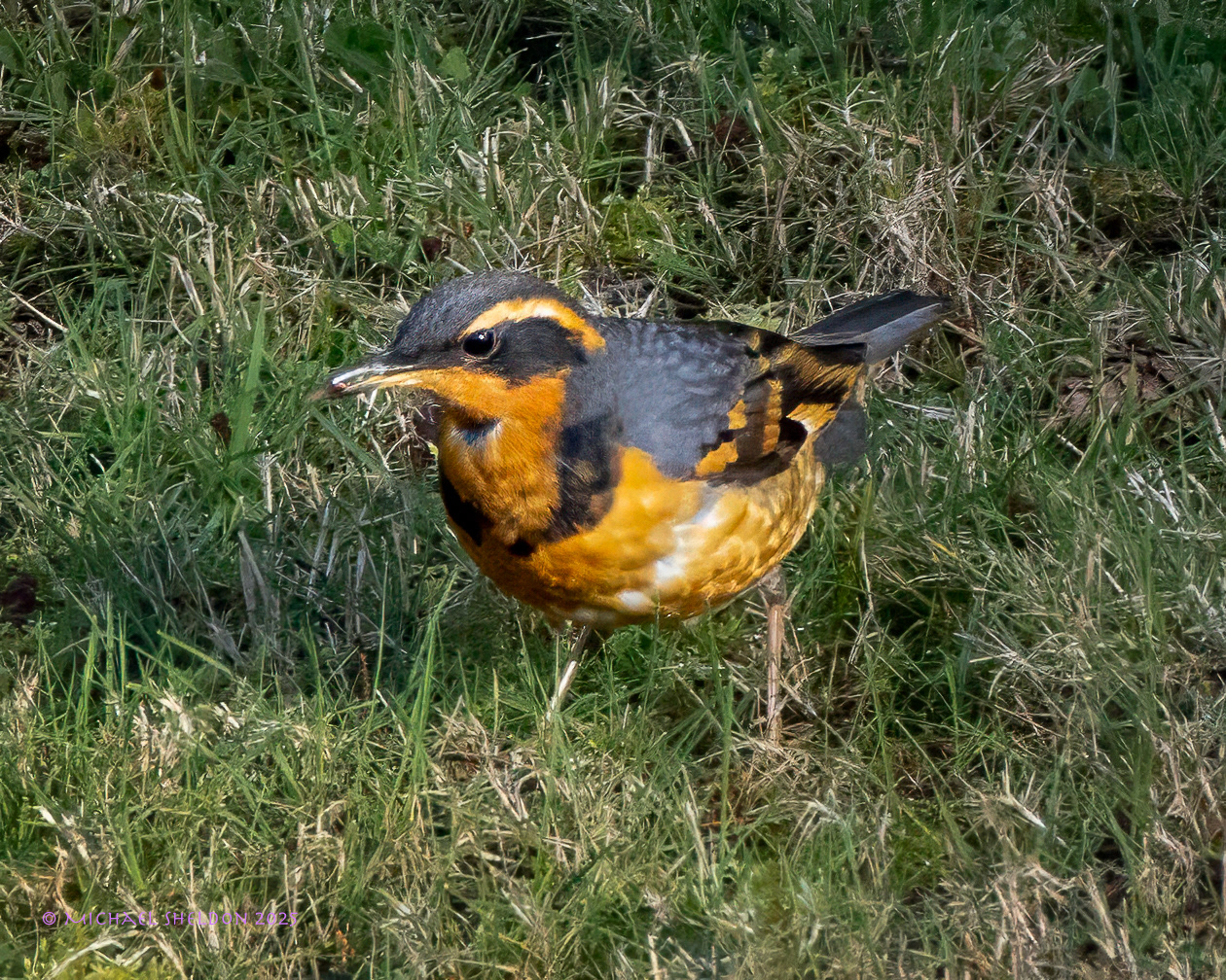 Varied thrush