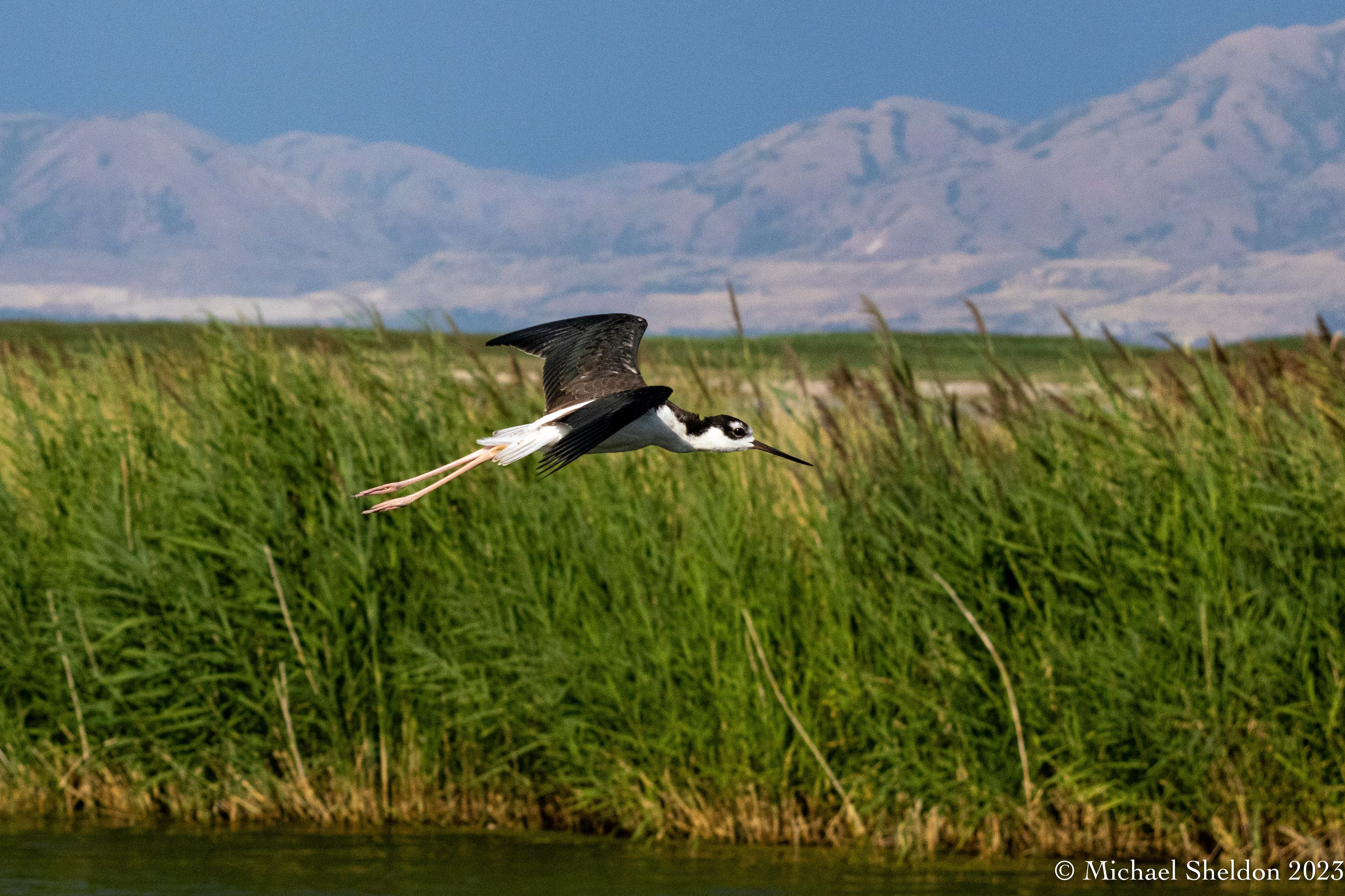 Stilt in Bear River Migratory Bird Refuge