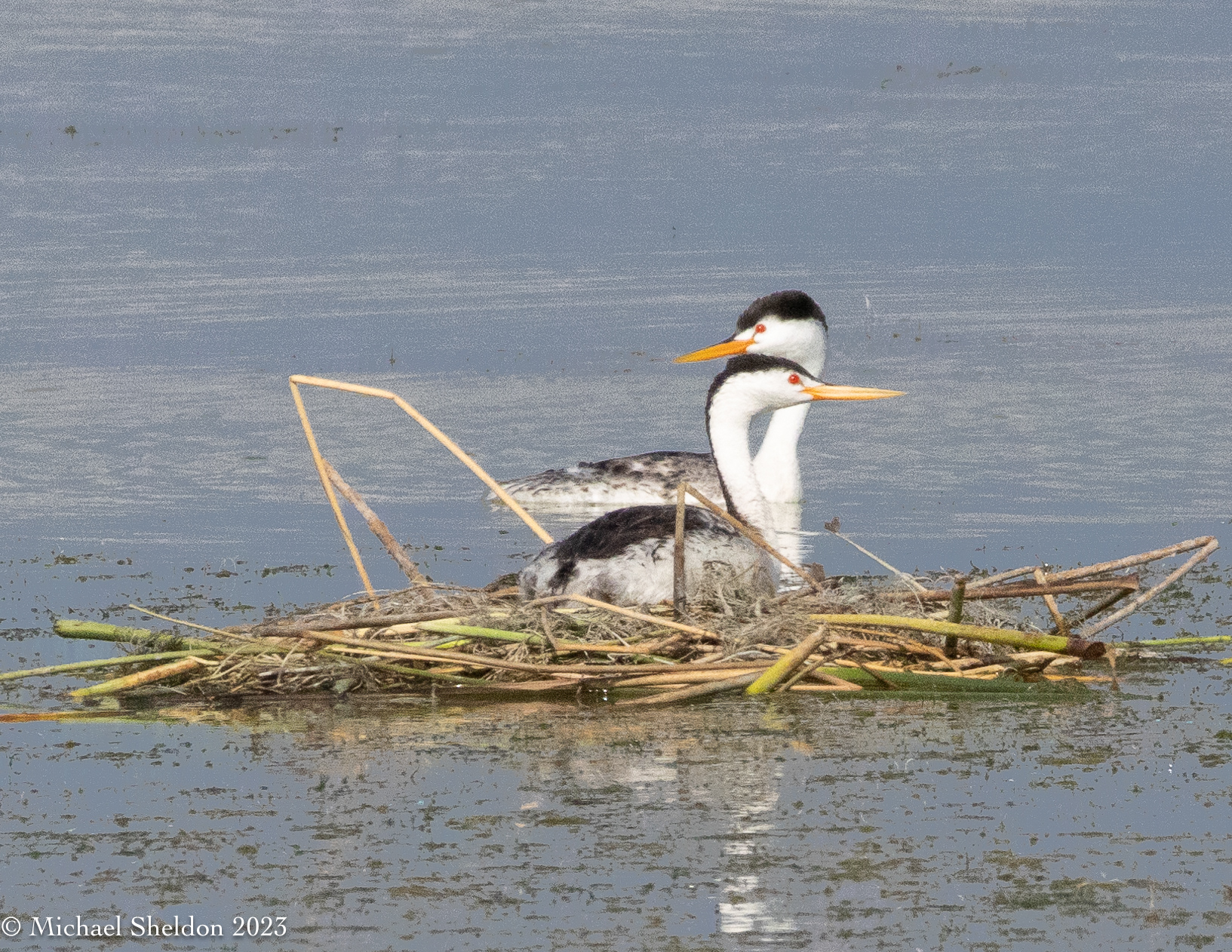 Clark's grebe