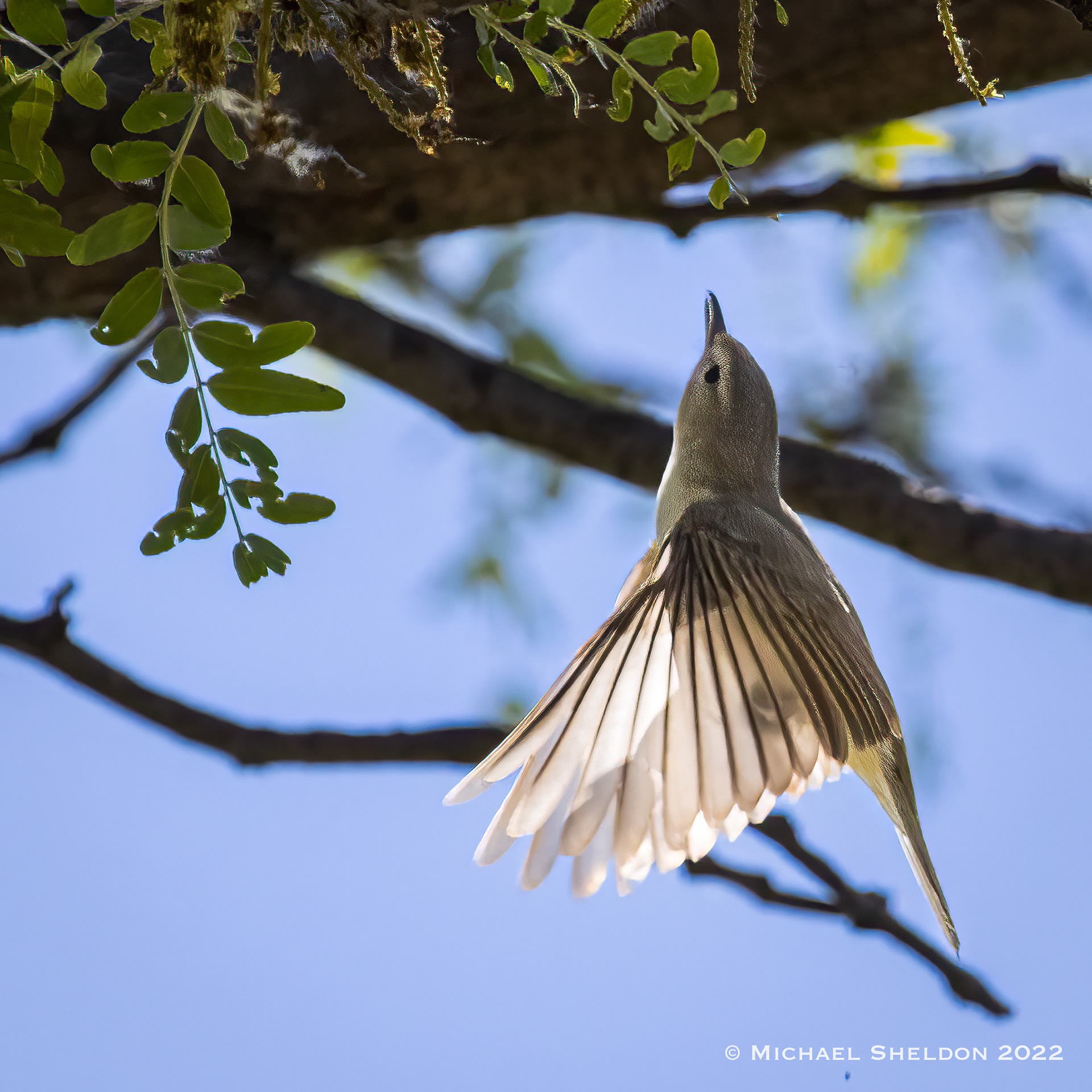 Warbling Vireo