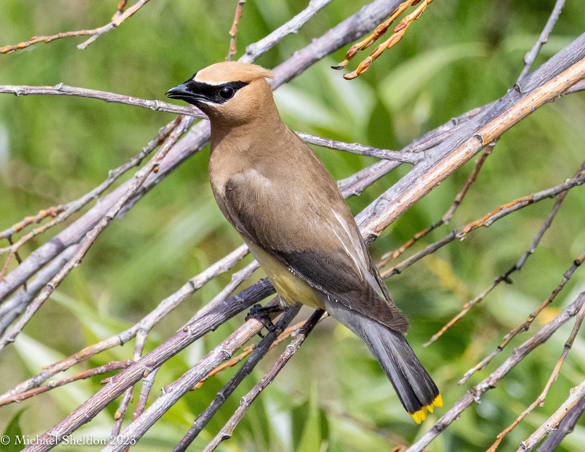Cedar Waxwing