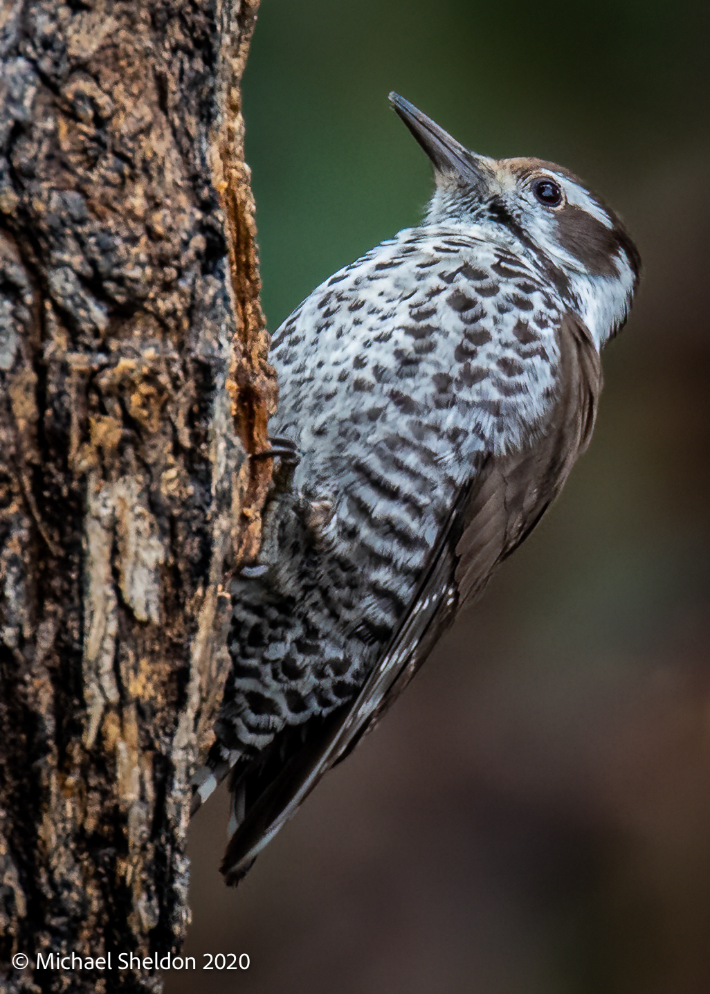 Arizona Woodpecker