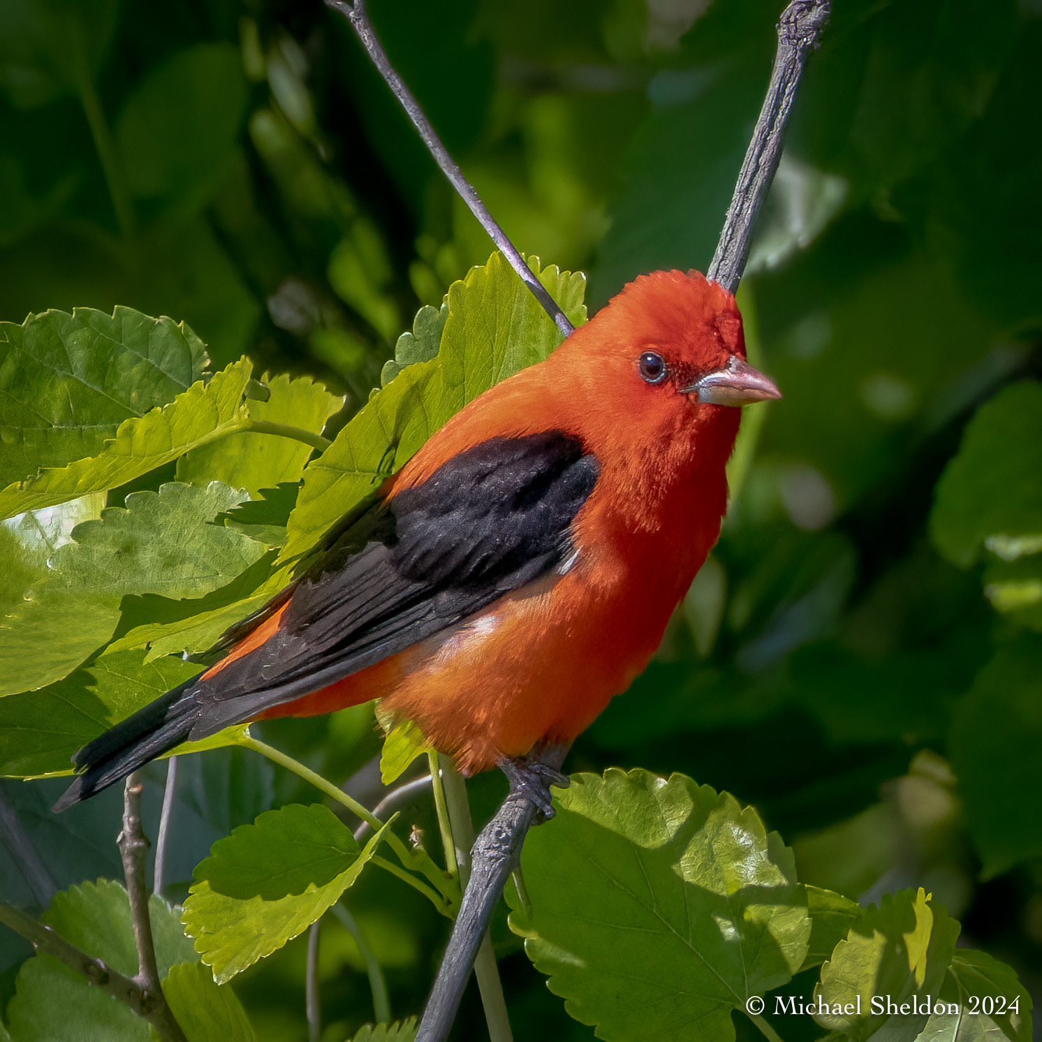 Scarlet tanager