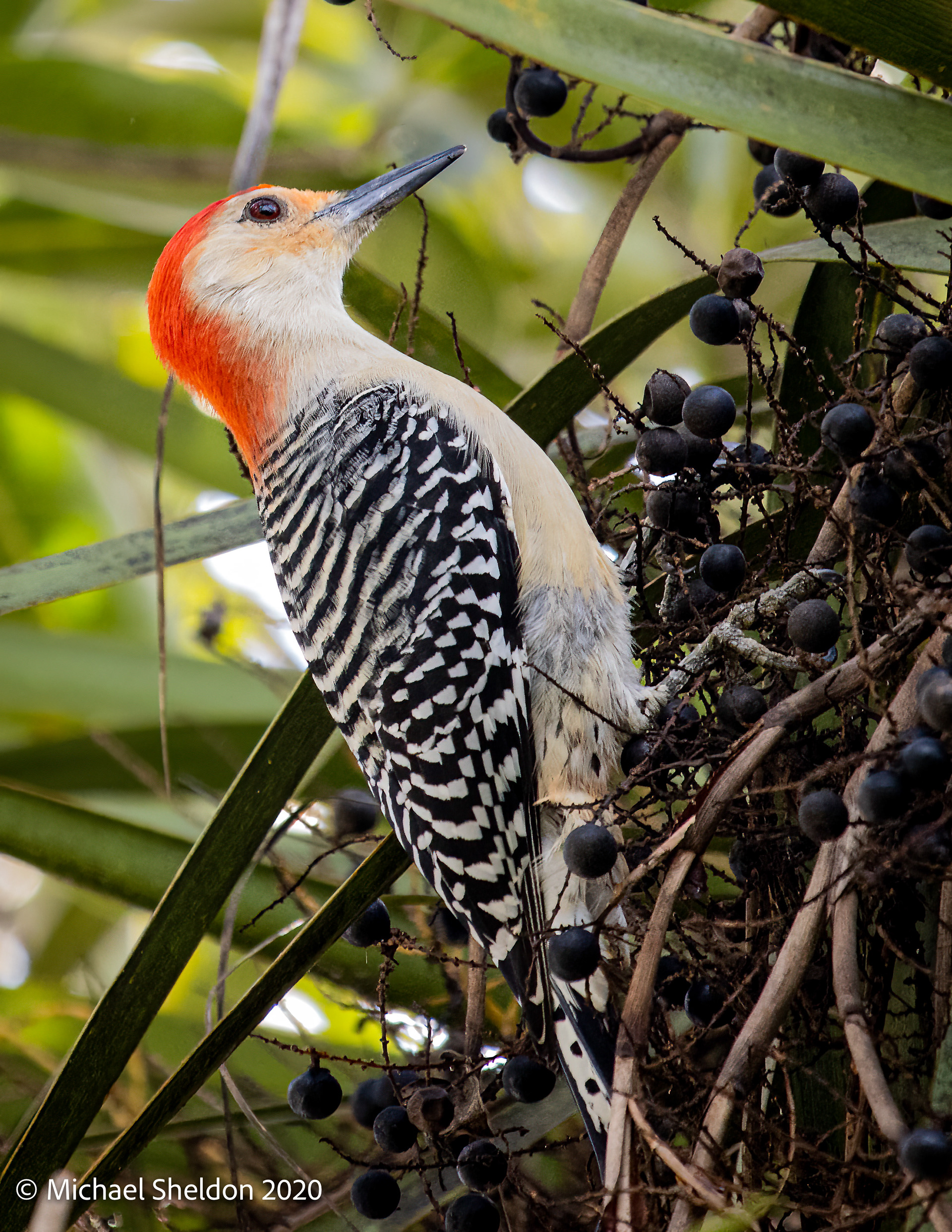 Red-bellied Woodpecker