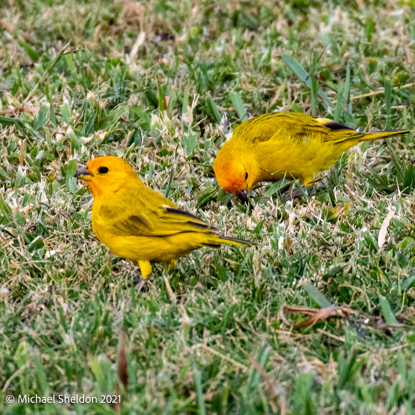 Saffron finches