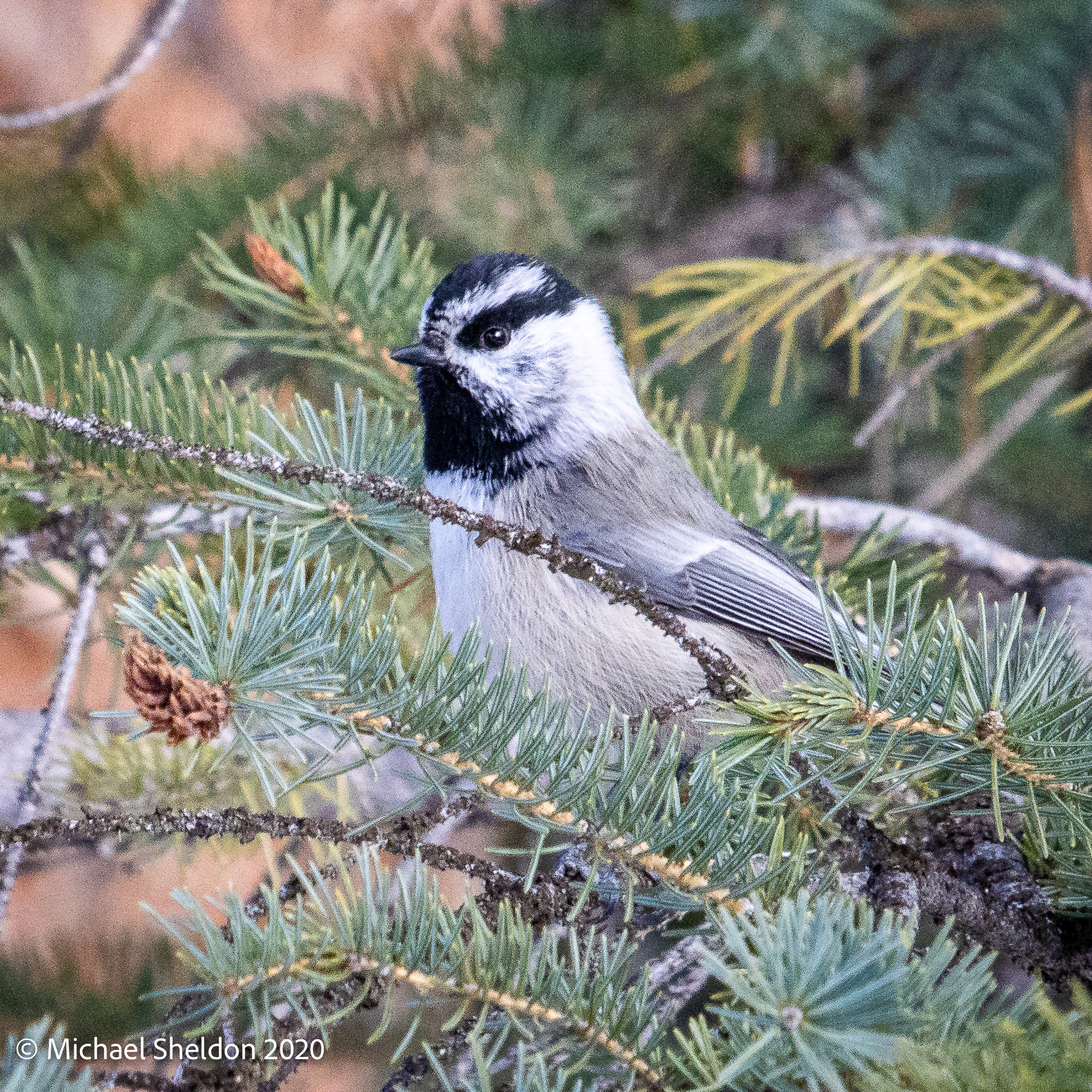 Mountain chickadee