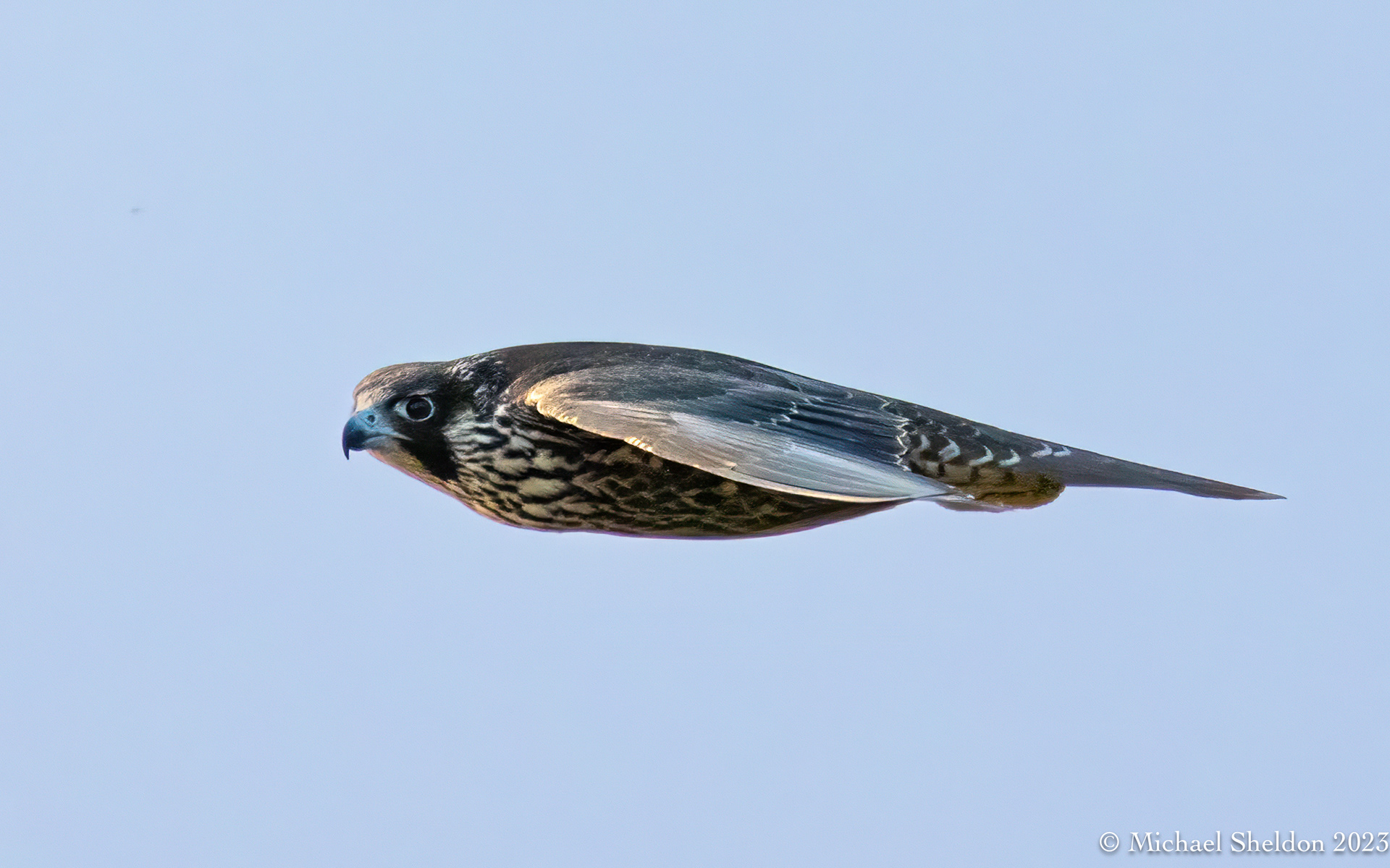 Peregrine falcon