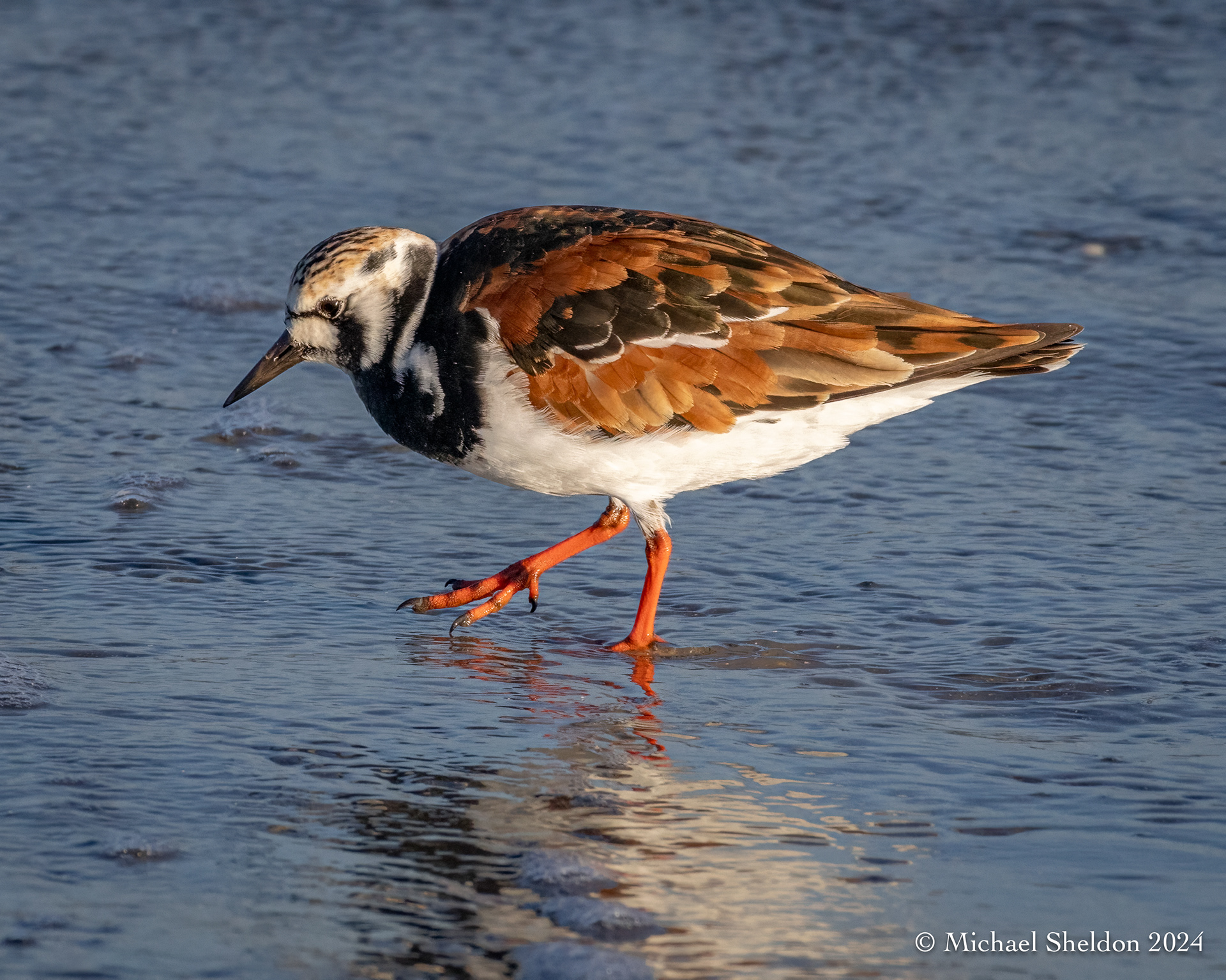 Ruddy turnstone