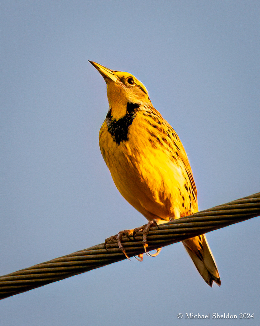 Eastern meadowlark