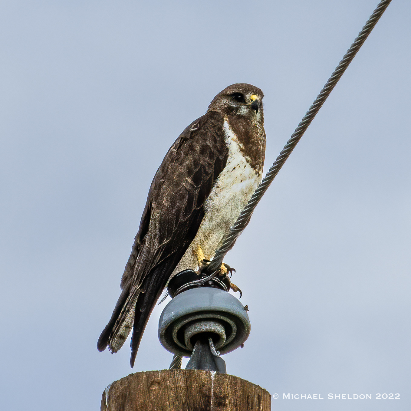 Swainson's Hawk