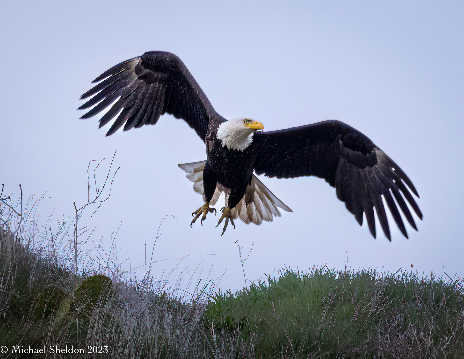 Bald eagle