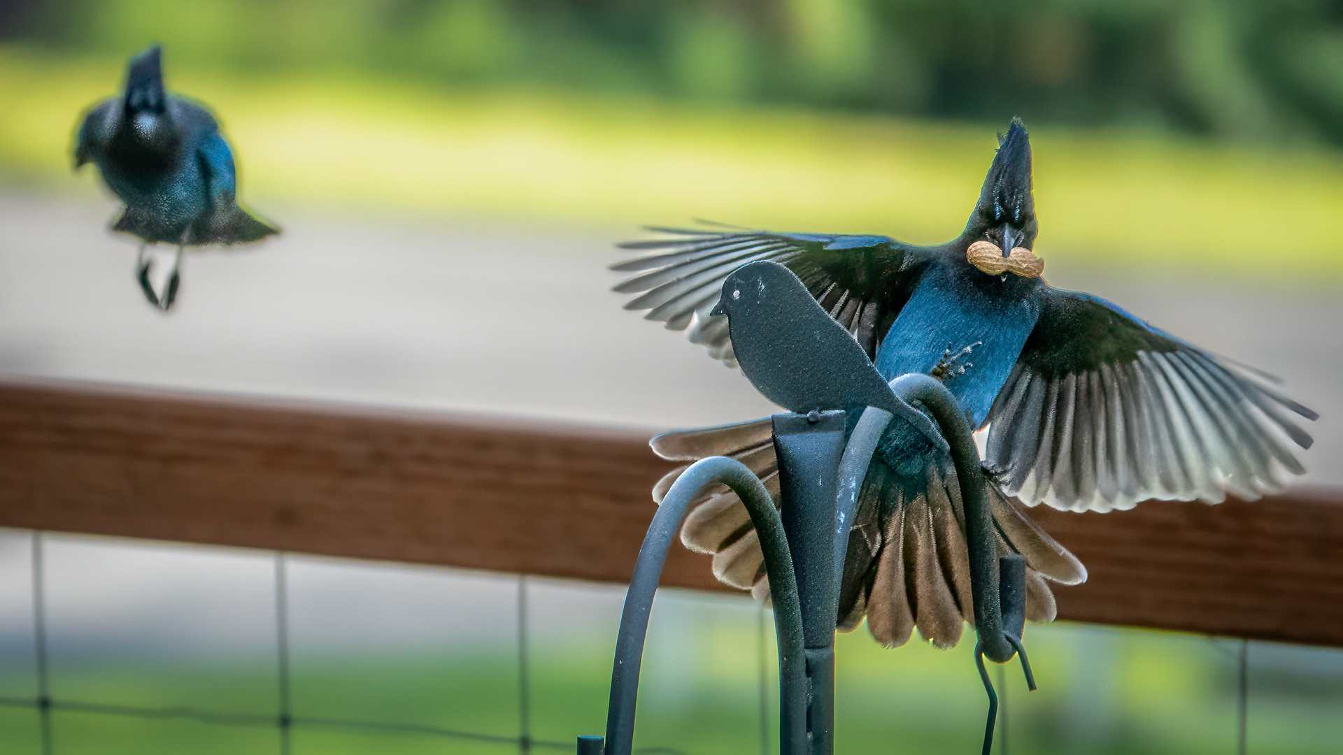 Steller's jay
