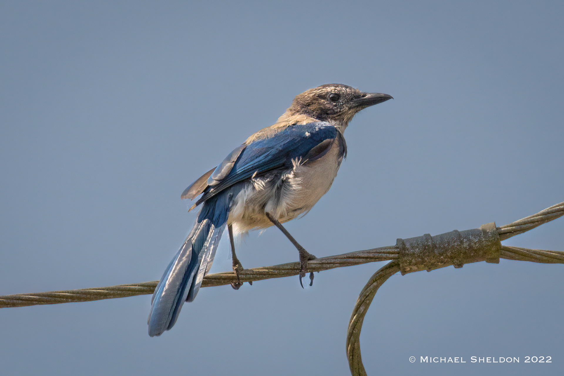 California scrub jay