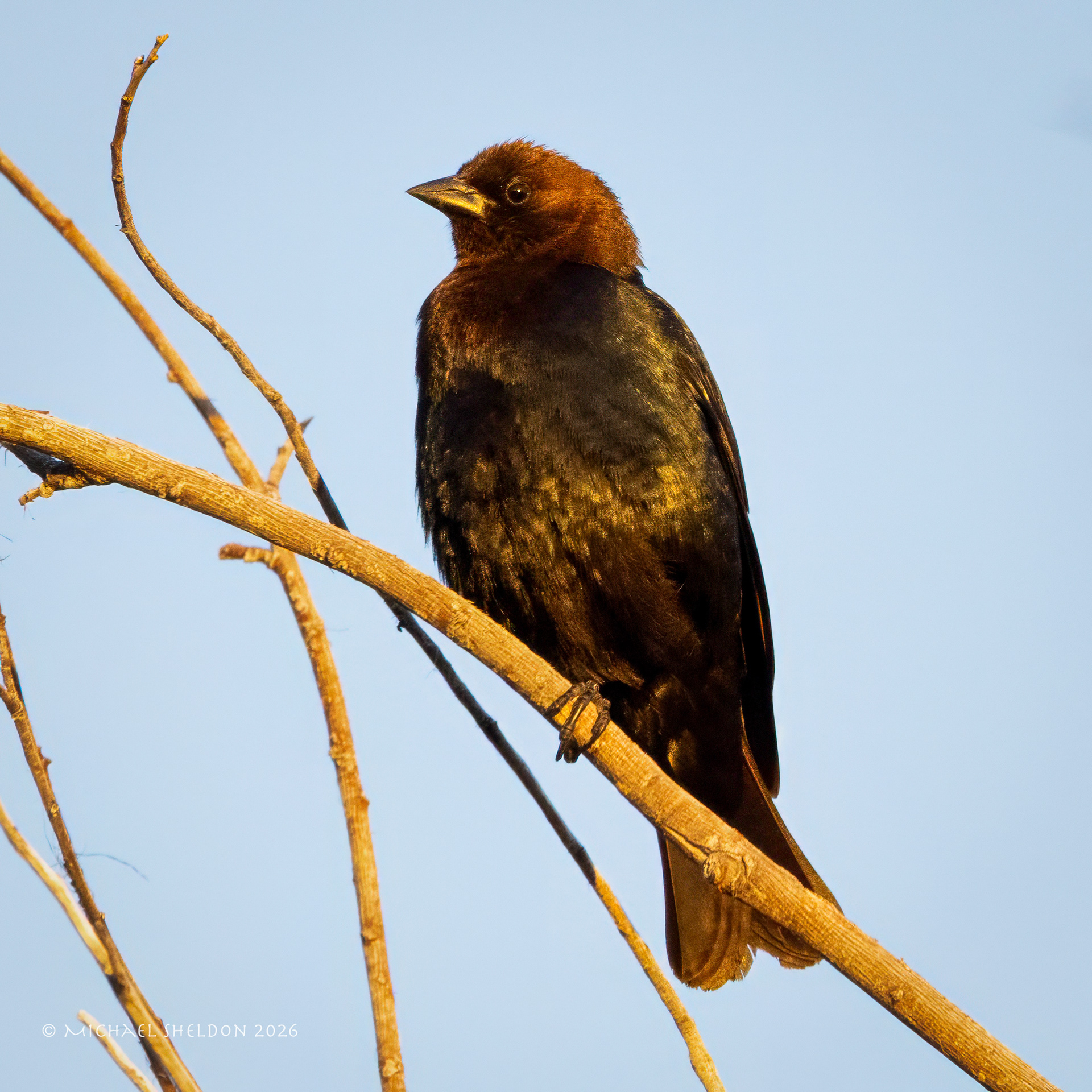 Brown-headed cowbird