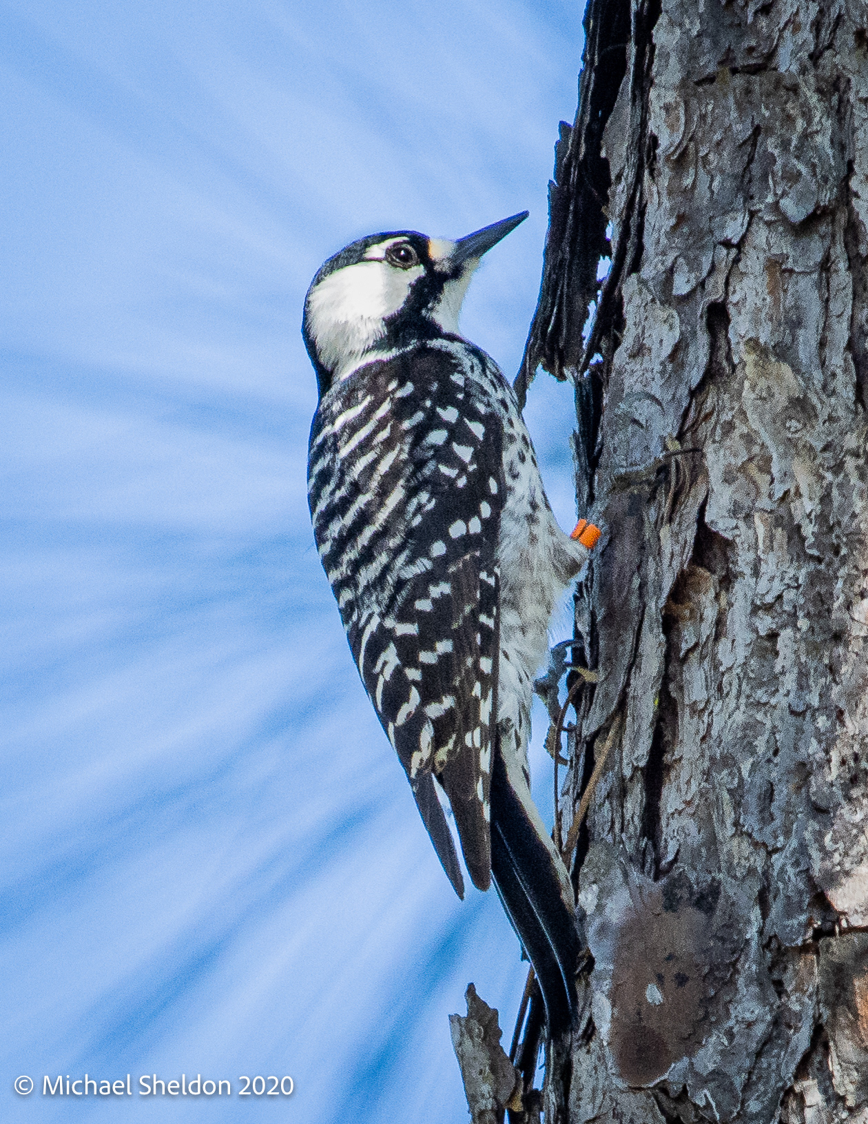 Red-cockaded Woodpecker