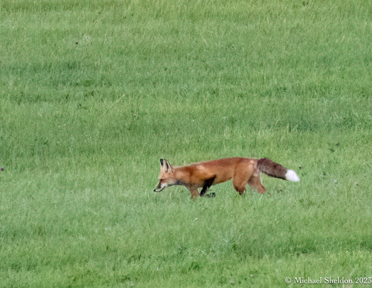 Red fox