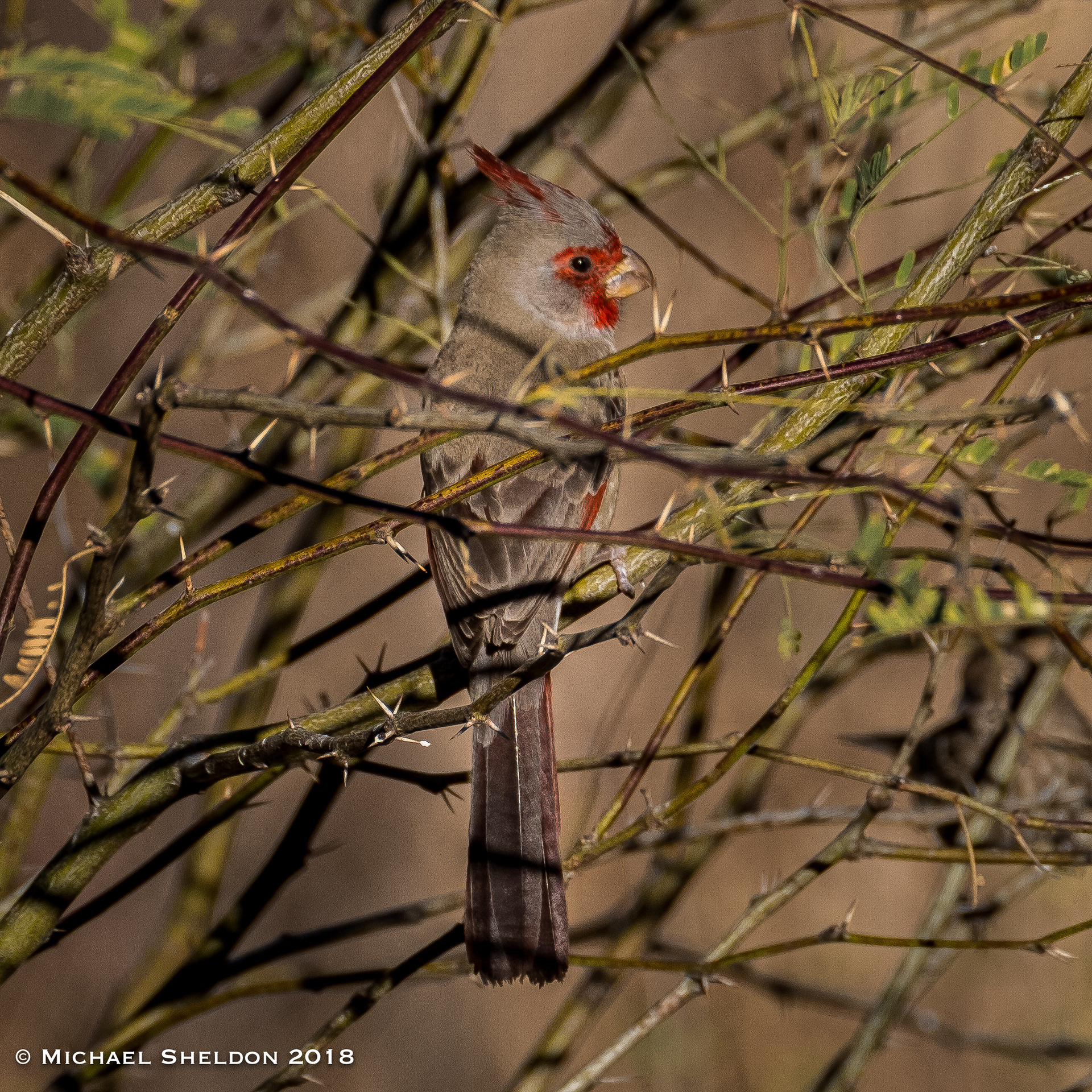 Pyrrhuloxia
