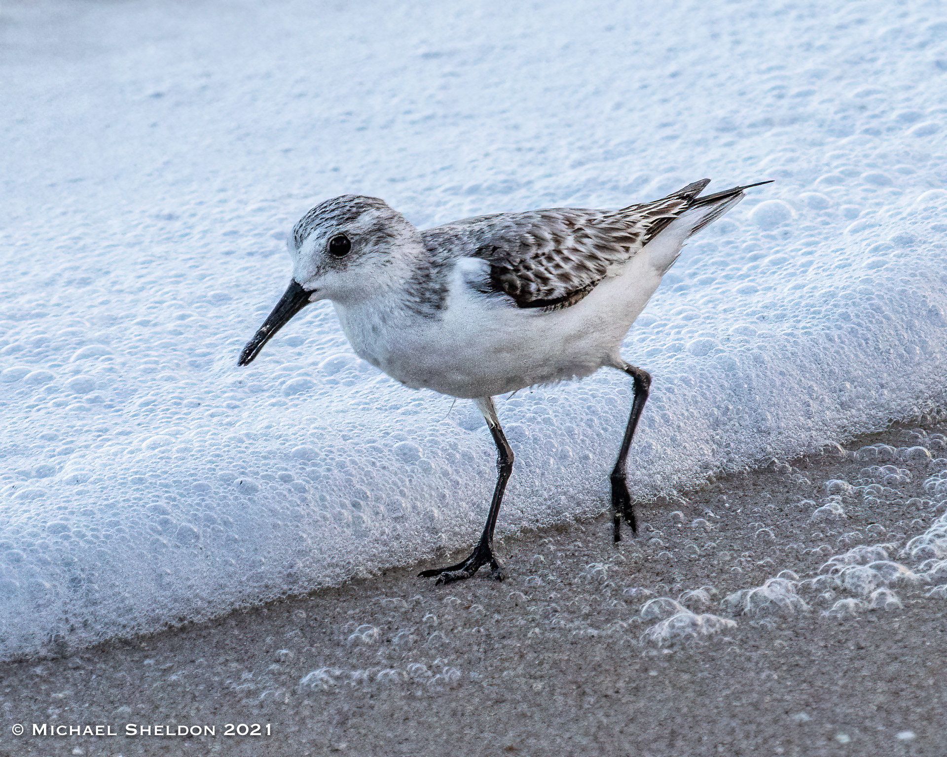 Sanderling