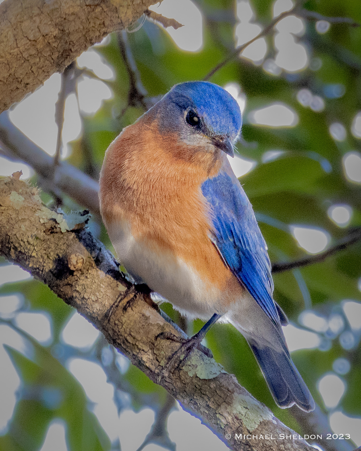 Eastern bluebird