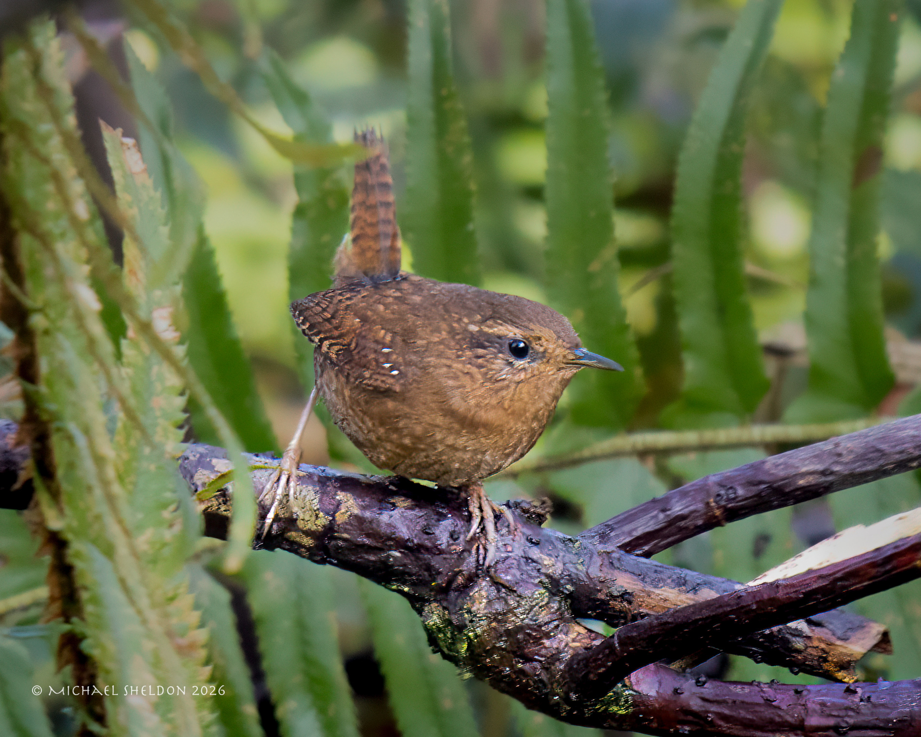 Pacific wren