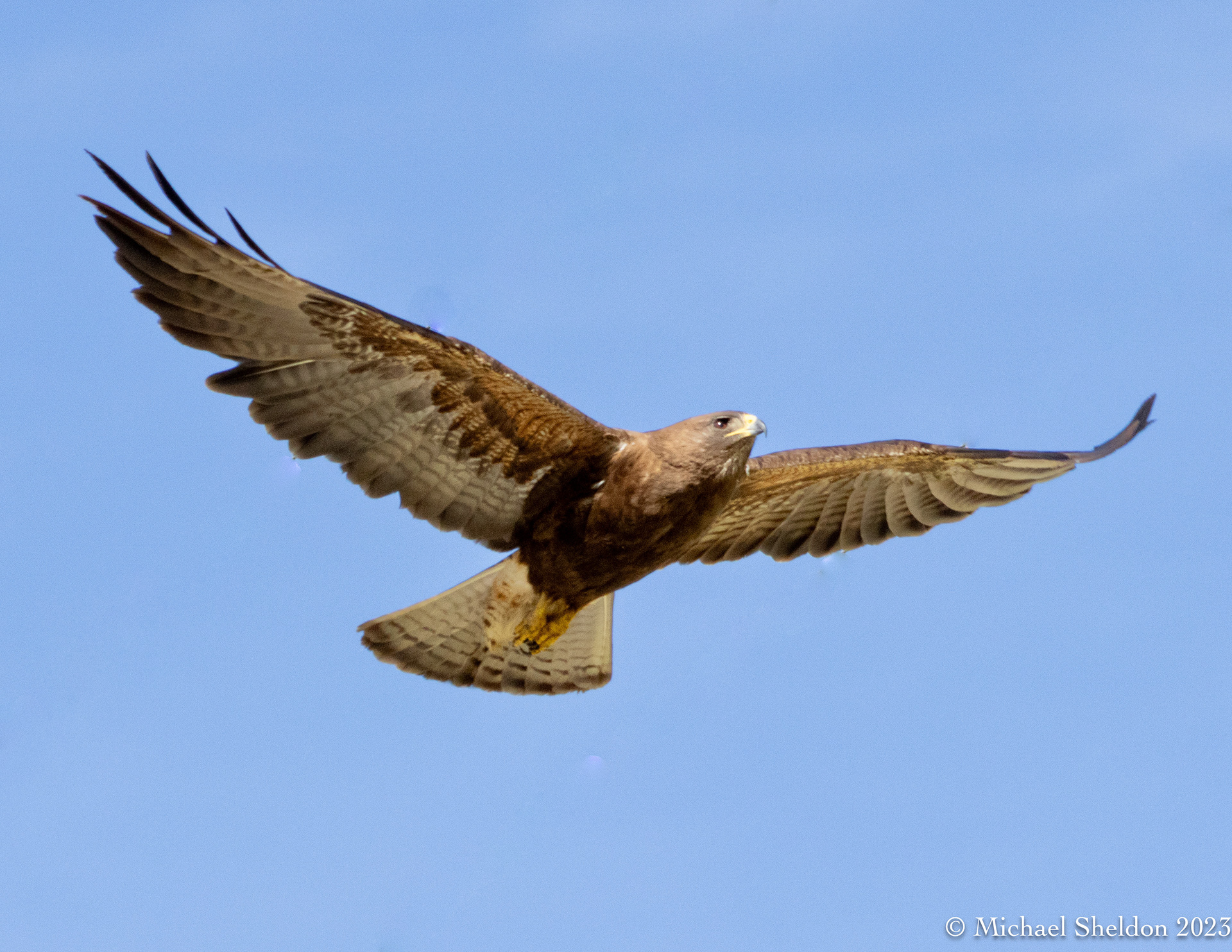 Swainson's in flight