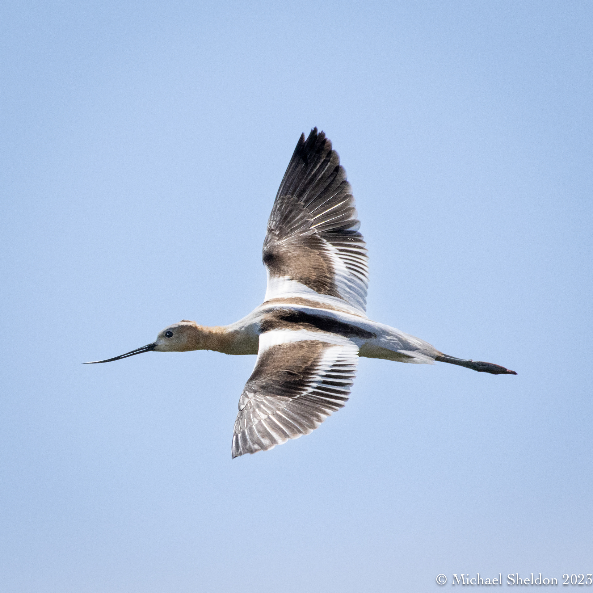 American avocet