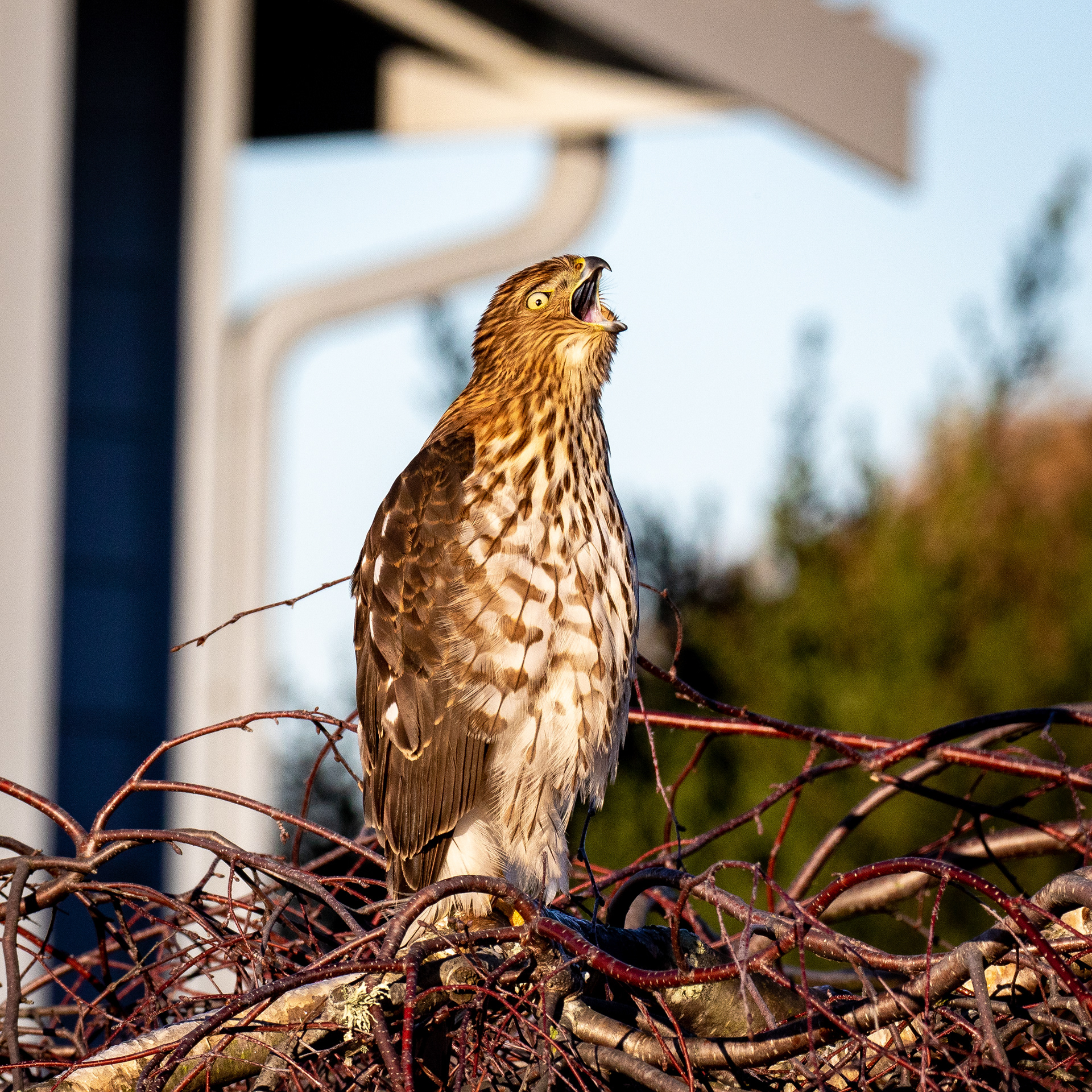 Sharp-shinned hawk