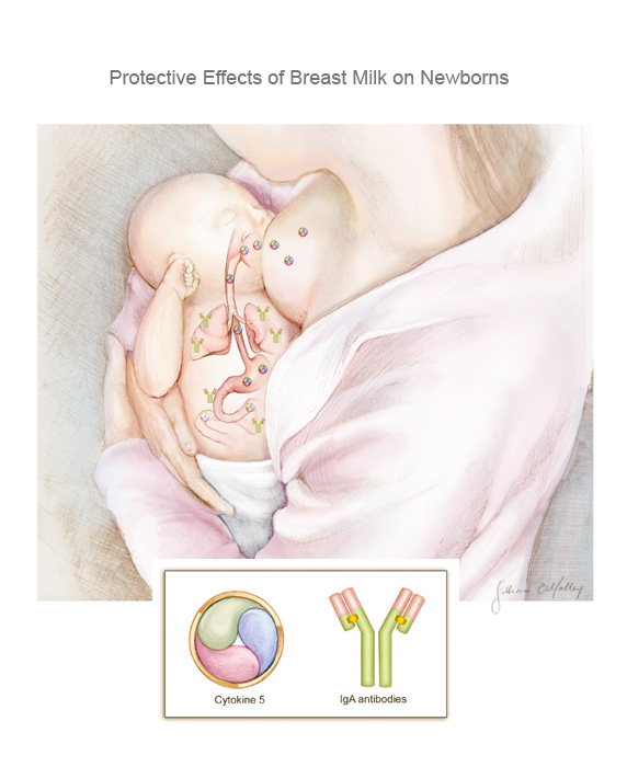"Protective Effects of Breast Milk" Adobe Photoshop