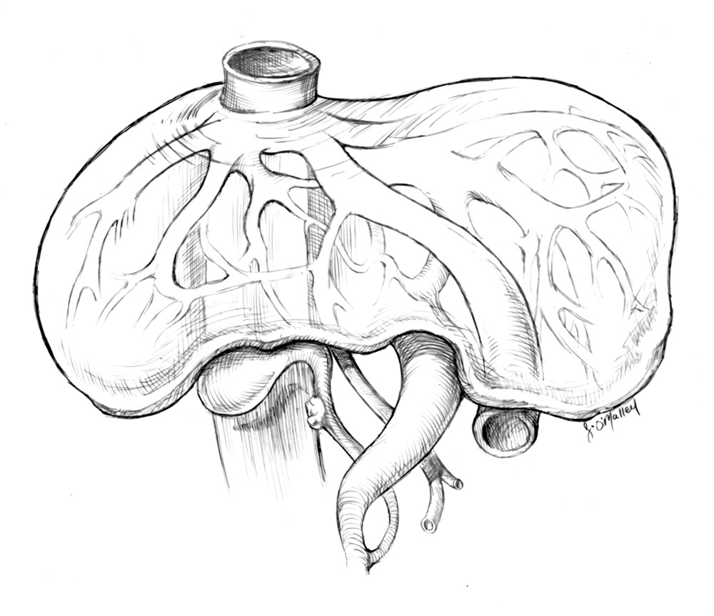 "Liver" Pen and Ink.