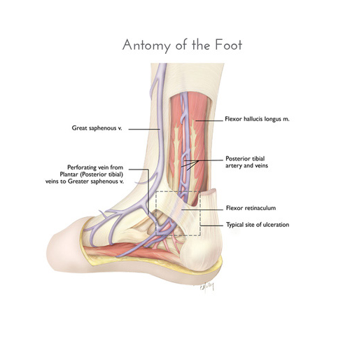 "Anatomy of the Foot" Adobe Photoshop