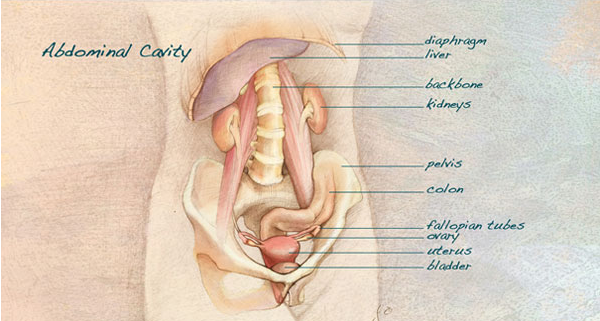 "Abdominal Cavity Anatomy" Photoshop