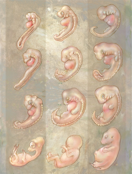 "Chick, Human, Pig Fetal Development" Photoshop