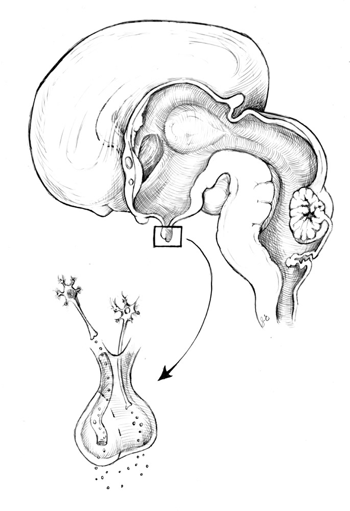 "Pituitary Gland" Pen and Ink