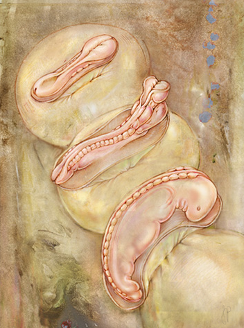 "Fetal Development Days 22-26" Colored pencil, watercolor, Photoshop