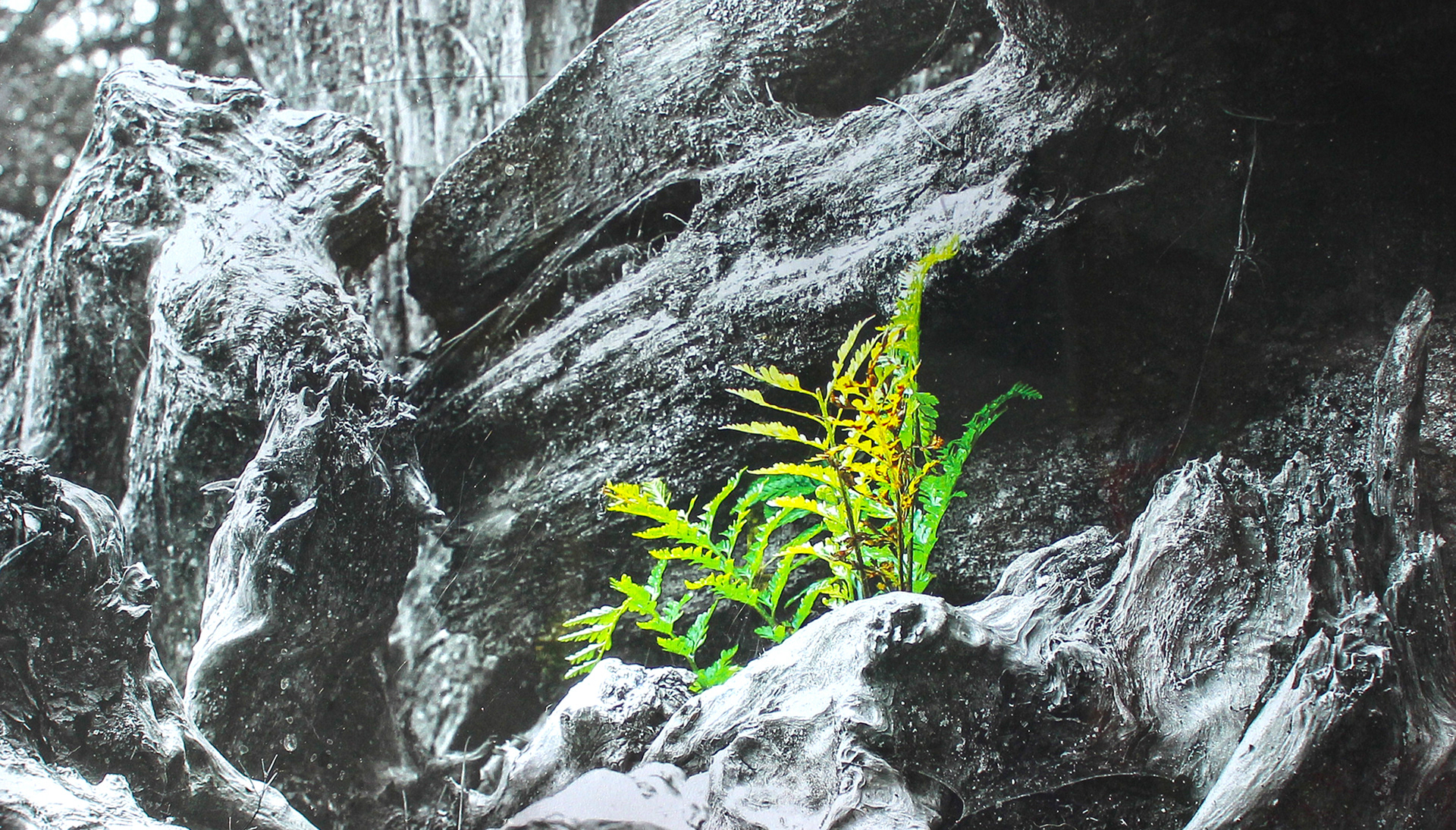Shiny Fern