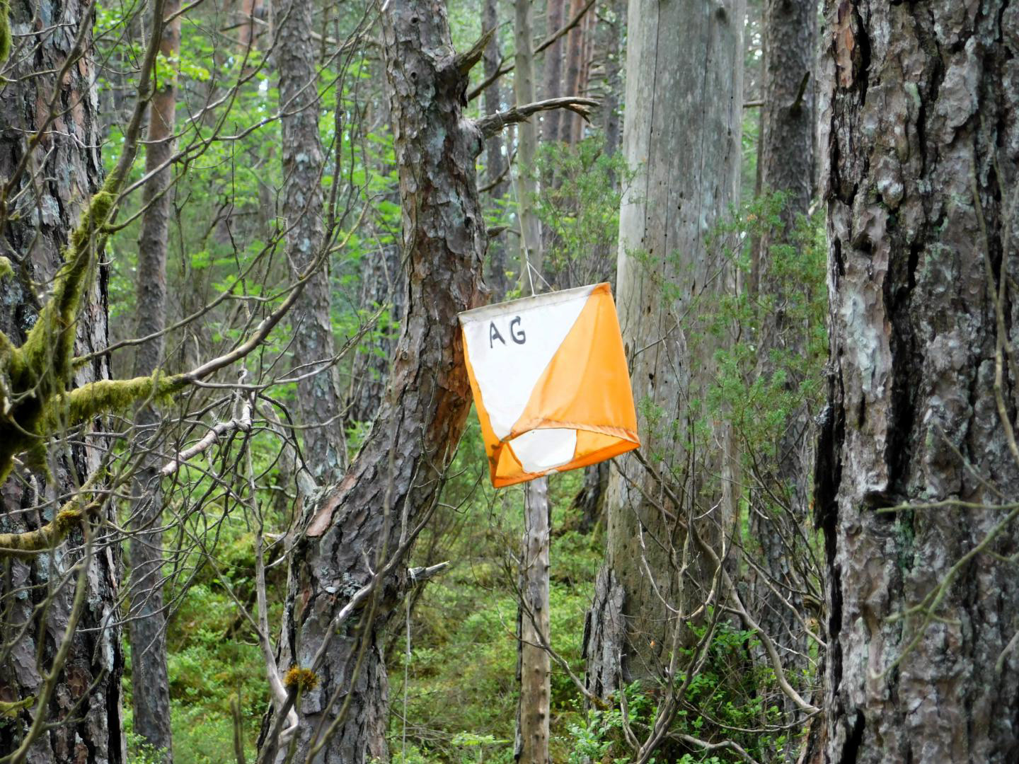 På Fatland har me solide tradisjonar for orienteringsløp.