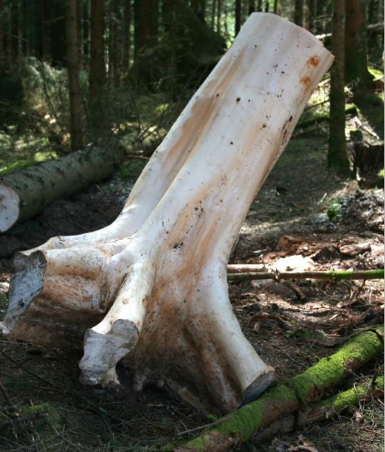 Halvfabrikata: Folk var alltid svært interesserte i produkta me laga av slike store granrøter.