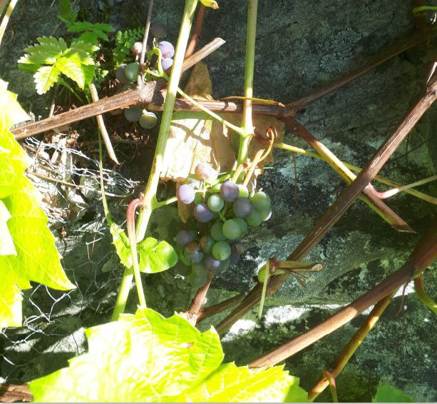 Vindruer på Fatland.