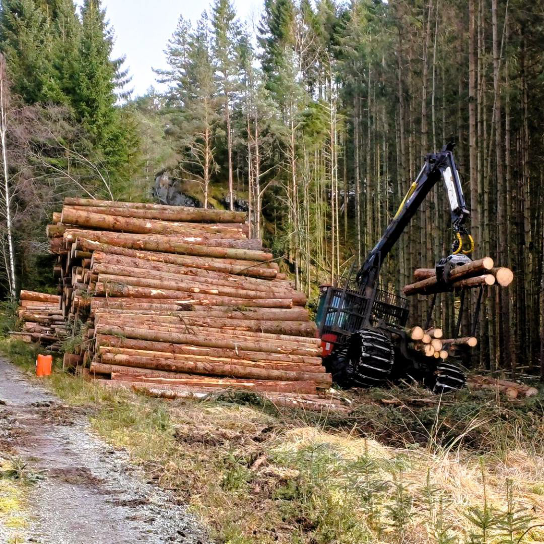 Godt å ha ein skogsbilveg, slik at tømmerbilen kan komma heilt inn hit og henta.