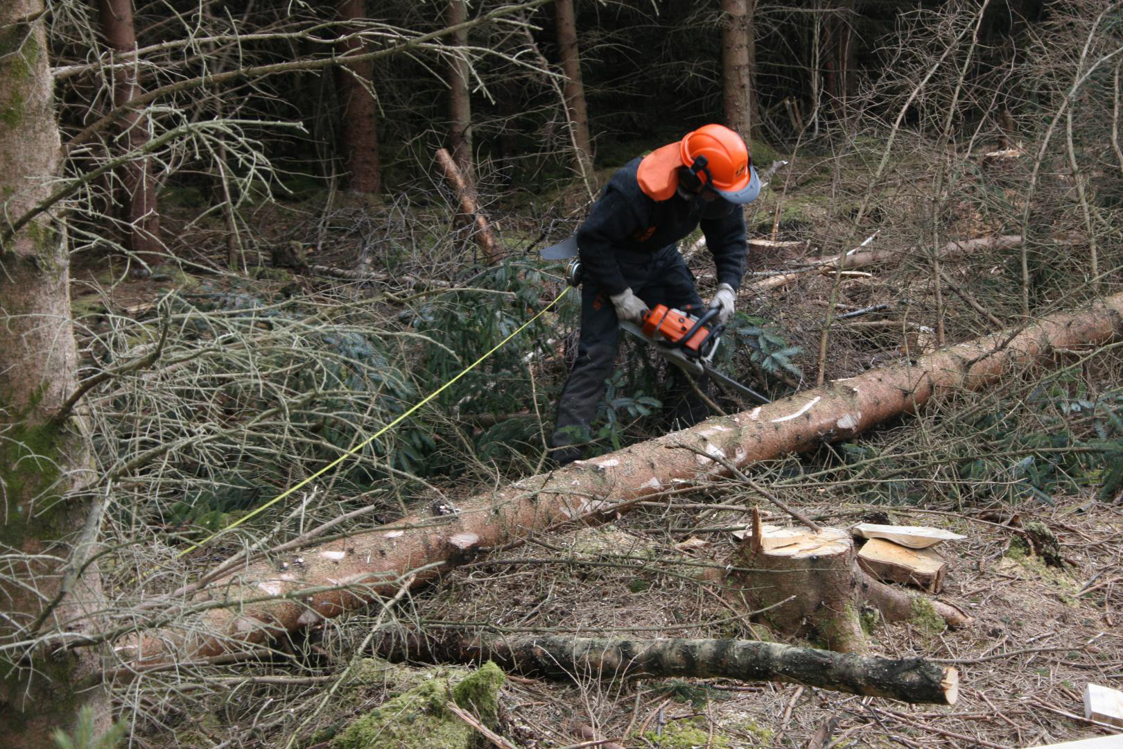 Hogg gjerne skogen din sjølv. God mosjon er det òg.