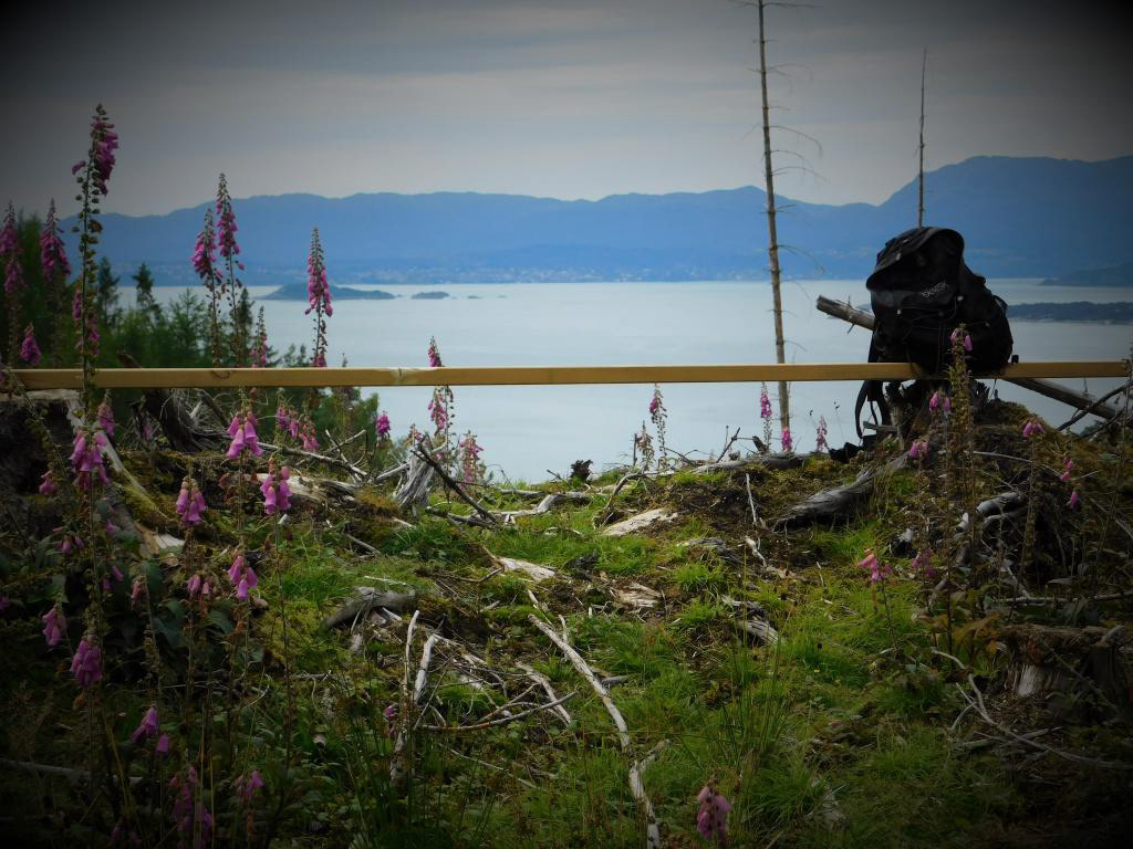 Utsikt frå Høgåsen utover Klosterfjorden mot Stord, med ti tusen revebjeller rundt. Tenk, så enkelt kan ein kvilebenk lagast.