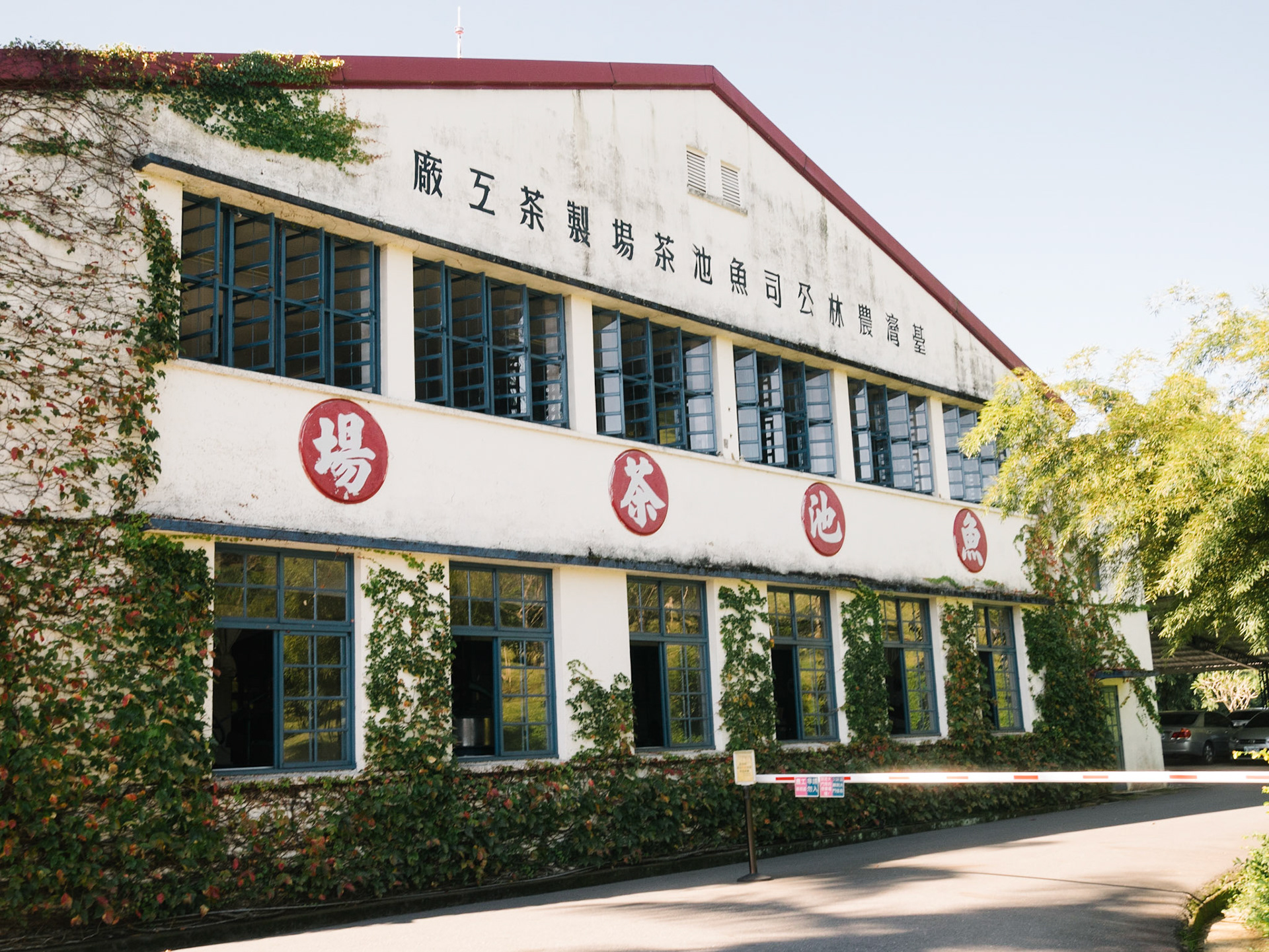 Assam Antique Tea Farm