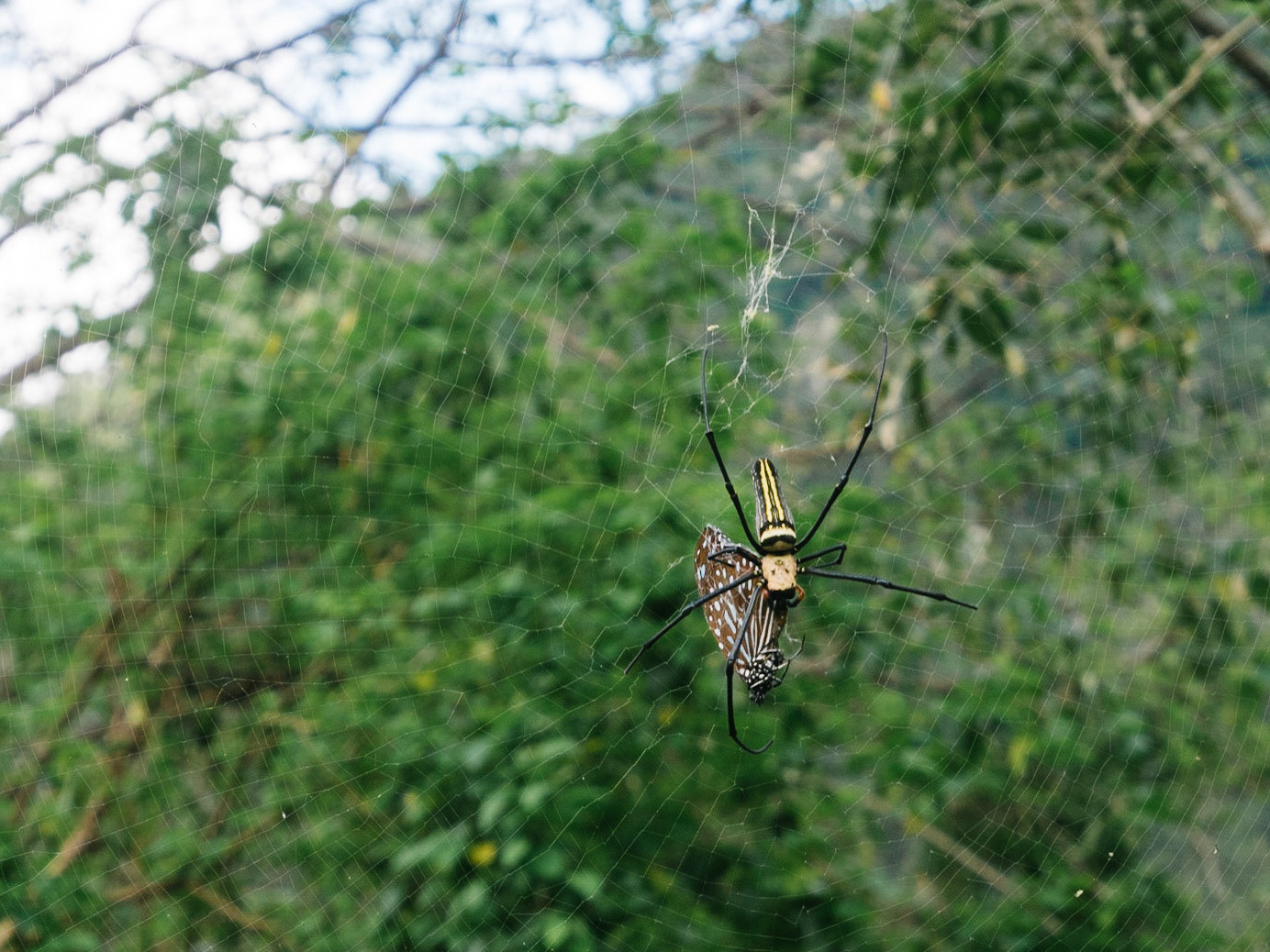 L'araignée «face d'homme»