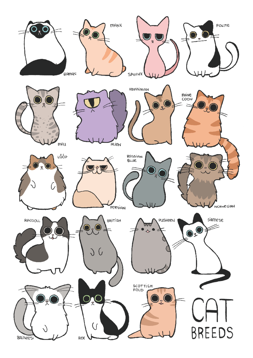 cat breeds poster design, 2018