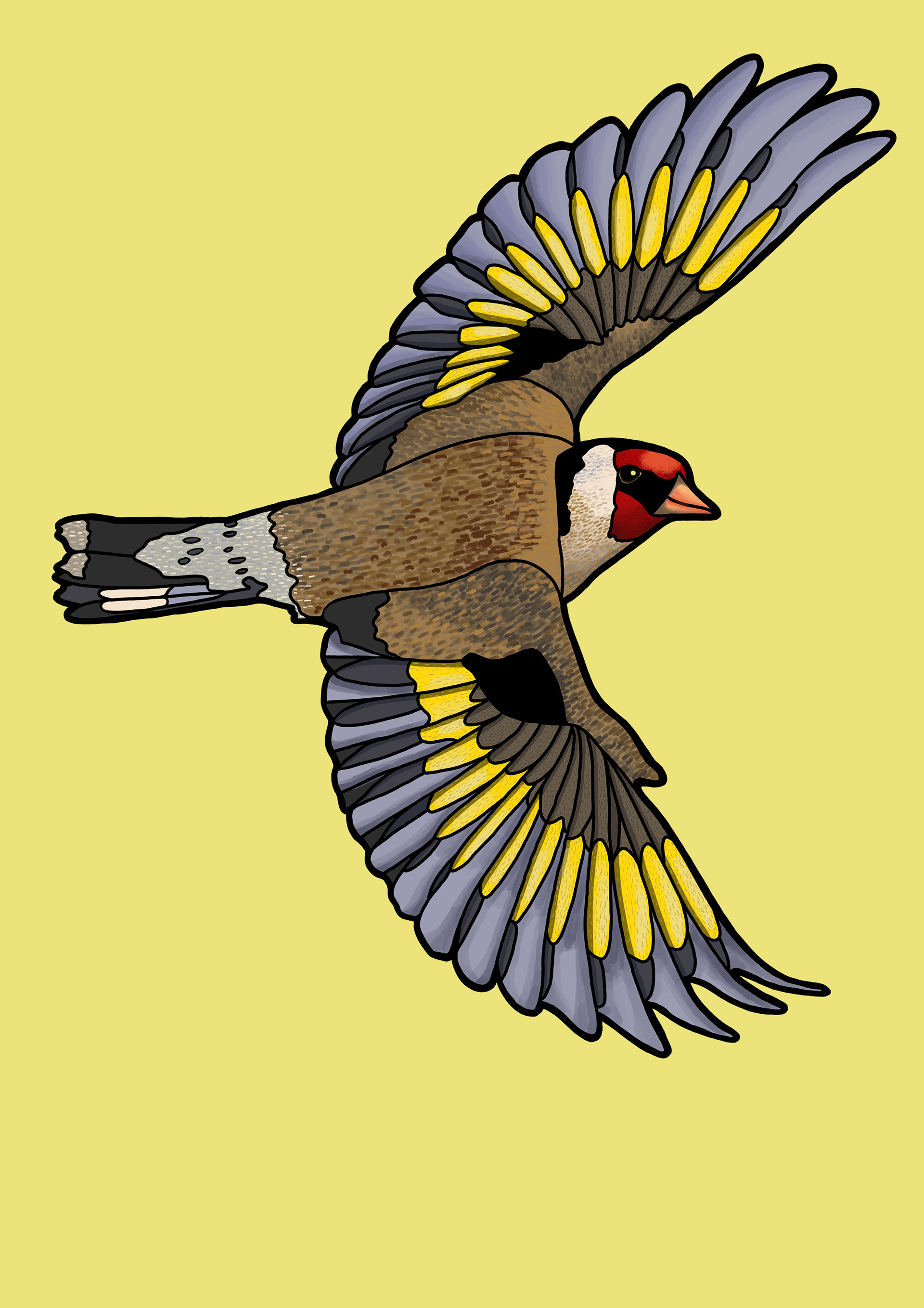 Goldfinch Illustration