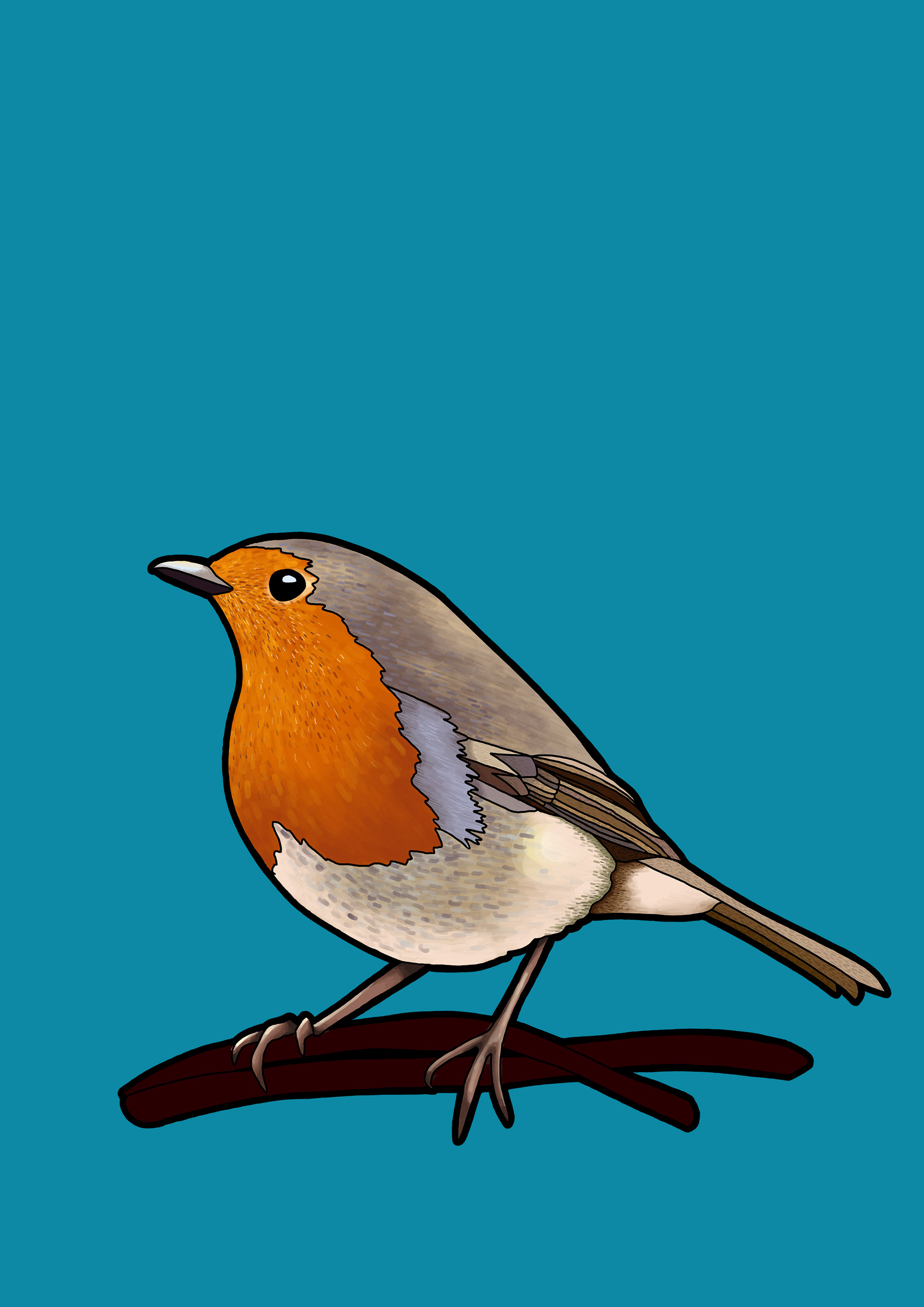 Robin Illustration