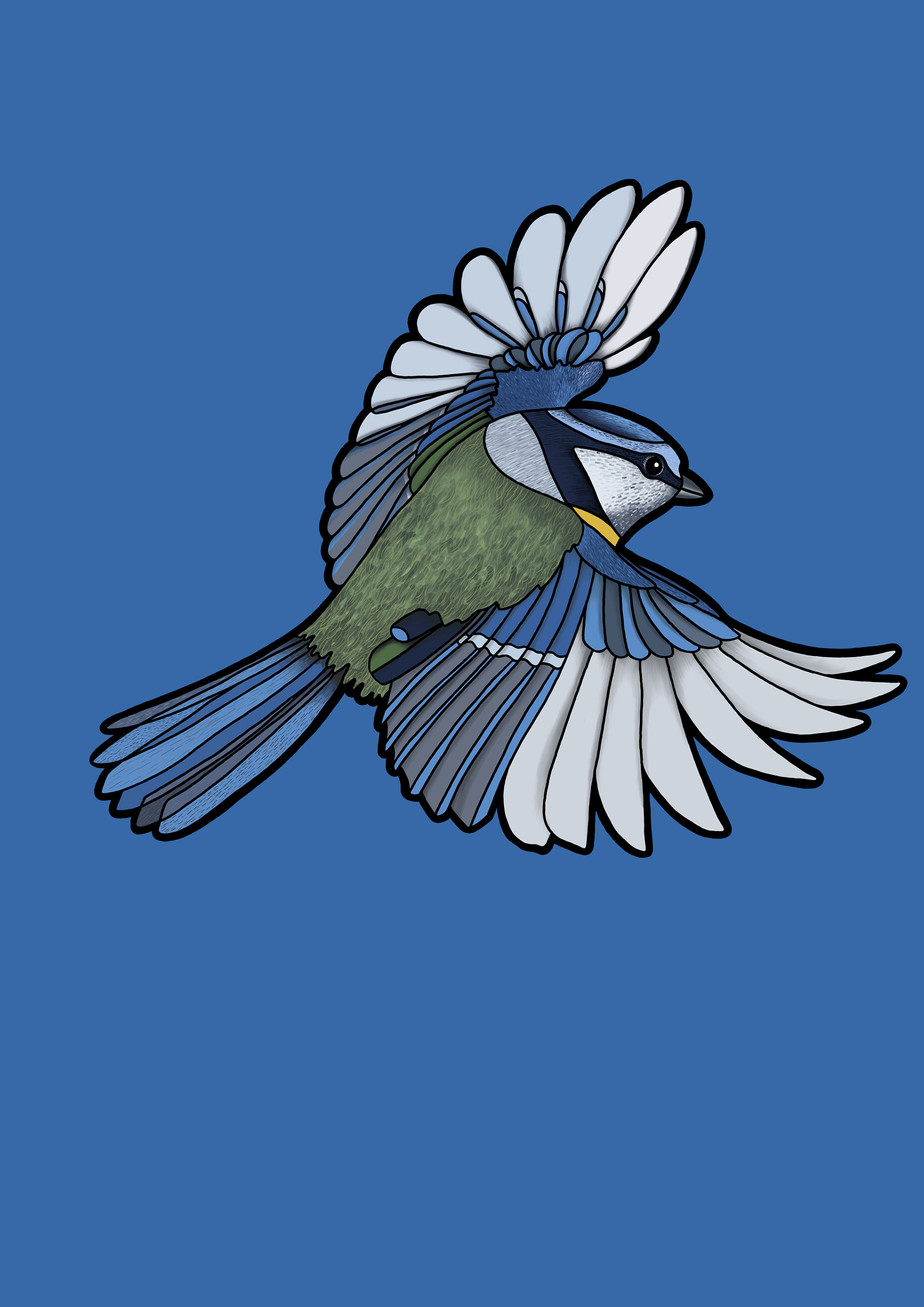 Blue Tit Illustration